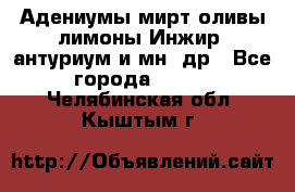 Адениумы,мирт,оливы,лимоны,Инжир, антуриум и мн .др - Все города  »    . Челябинская обл.,Кыштым г.